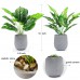 JC nateva 2 Packs Small Fake Plants Artificial Potted Faux Plants for Office Desk Shelf Bathroom Home Decor