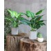 JC nateva 2pcs 16" Fake Plants Artificial Plants for Farmhouse Bathroom Kitchen Office Home Decor Indoor